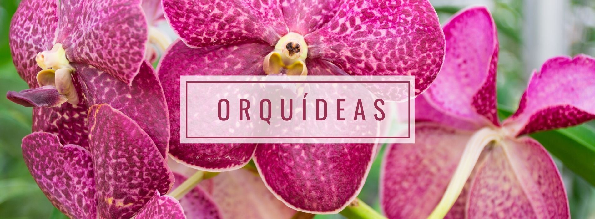 Coleção Orquídeas